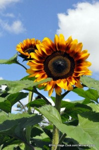 sunflower thedomesticmama.com