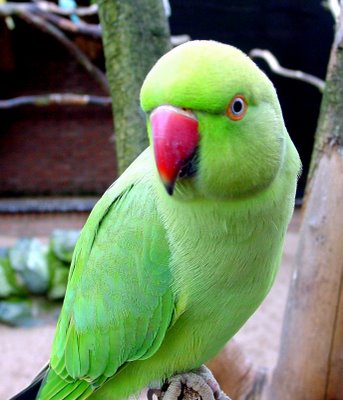 Indian ring-necked parakeet